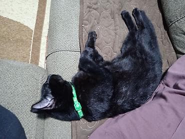 sirin pisik sekilleri: Erkək, Cütləşmə üçün — 4