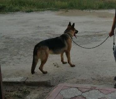 İtlər: Alman çoban iti – böyük ölçülü, güclü və çevik. Qara-qonur rəng — 2