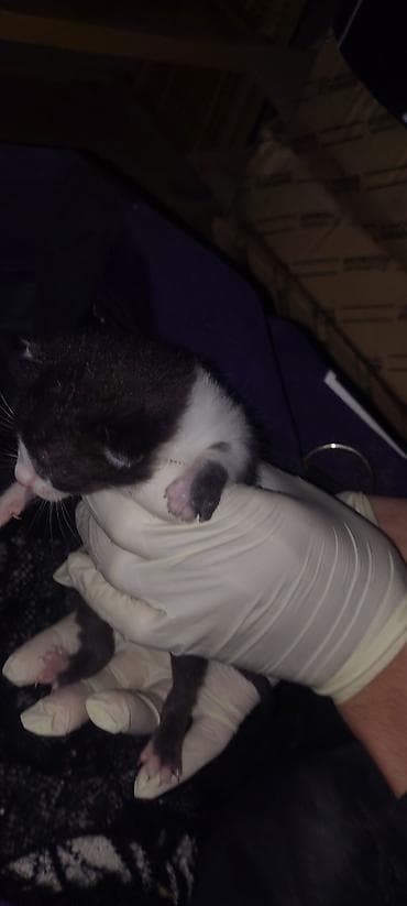 ev sıçanı: Yaxşı əllərə, Ünvandan götürmə — 3