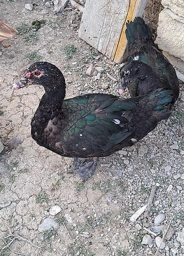 ordeyler: Erkək, Damazlıq, Pulsuz çatdırılma — 1