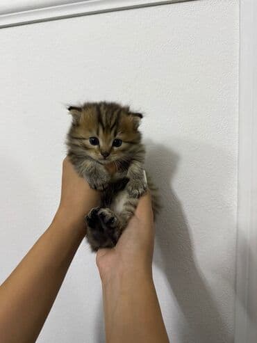 купить тайского котенка: Şinşilla, Yaxşı əllərə — 4