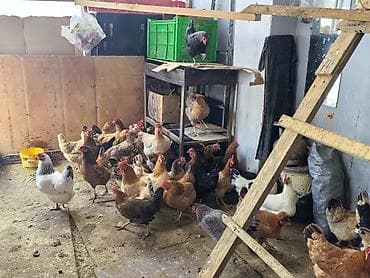 Козы, козлята: Курица, Для яиц — 2