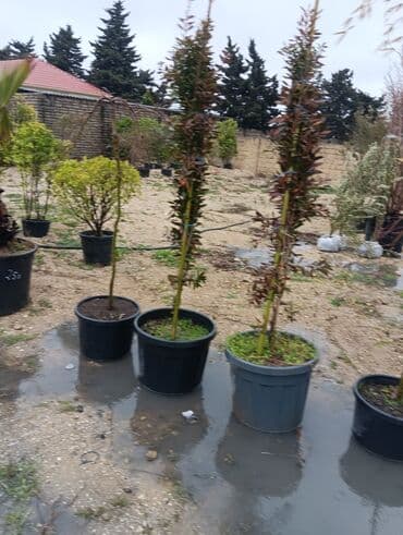 lipa ağacı: Gul cicek agaclarin satisi torf gubresi satilir 300den yuxari alana — 1