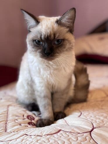 Quşlar: Siam, Erkək, Yaxşı əllərə — 2