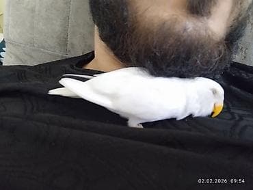 Птицы: Elle beslenib yeme dusub ful el qusudur qeti dislemeyi yoxdur insana — 1