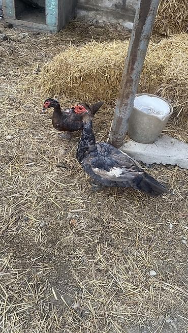 ev itderi: Cutu 65 manat ….Muscovy ördəkləri (indoutka) – 2 baş - Cins: Muscovy — 4