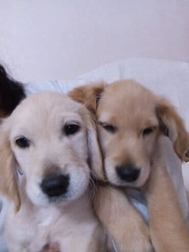 pulsuz it satilir: Qolden Rotriver 3 ayliq erkek ve disi her ikisi peyvend olunub tek de — 3