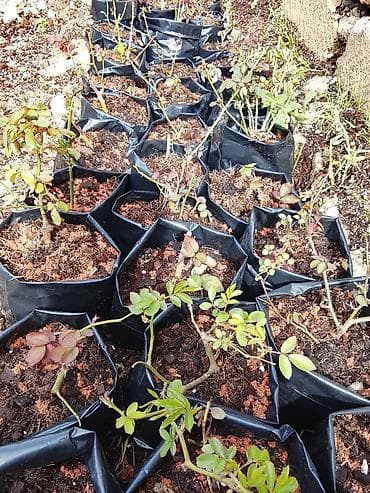 kloun paltari: Məhsul: Qızılgül şitilləri (konteynerdə) Təsvir: - Qara plastik — 5