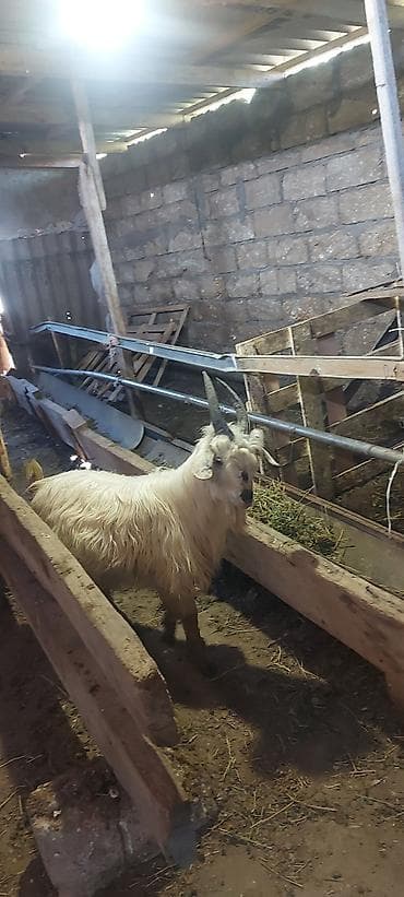 simental erkek dana: Çəpişlər.bir erkək bir dişi rayon çöl çəpişləridi 2 gündür arpaya — 2