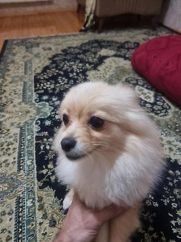 coban iti satisi: Şpitz — 3