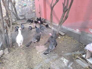 col quşu: Erkək, Kanada, Amerika, Ətlik, Ünvandan götürmə, Ödənişli çatdırılma — 4