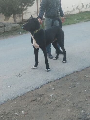 heyvanlara verilən adlar: Sahibinden satılır təcili cəld itdi çevikdi ünvan Maştağa(tavaylıq) — 2