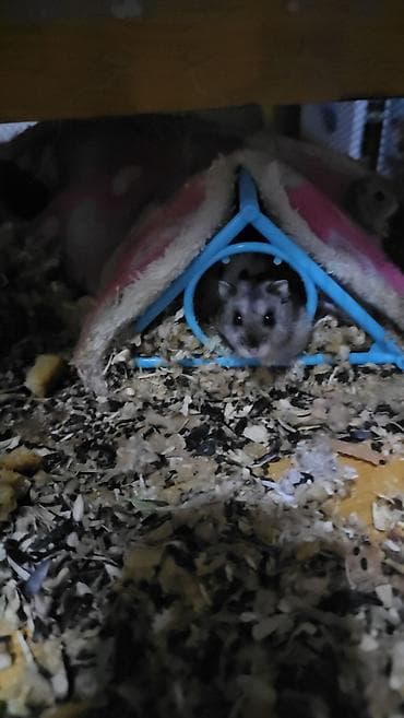 Птицы: Hamsterlər (Djungarian tipli) - Rənglər: ağ, boz və qarışıq naxışlı — 5