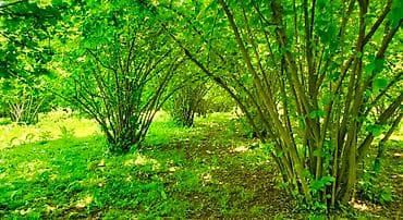 20 sot, Biznes üçün, Mülkiyyətçi, Bələdiyyə