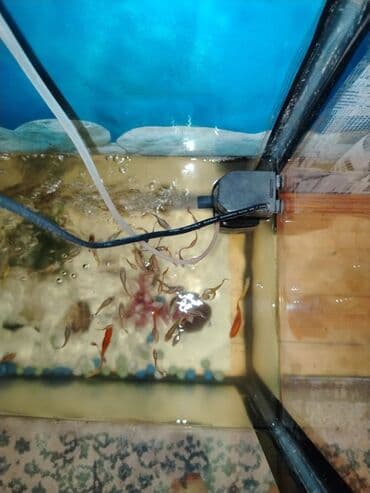 canlı balıq: Akvaryum komplekti eni 32sm. hündürlük 60sm. uzunluq 70sm - Şüşə — 4