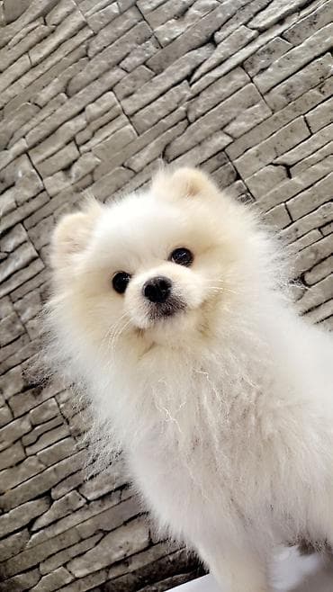 pomerian itleri: Şpitz, Cütləşmə üçün — 2