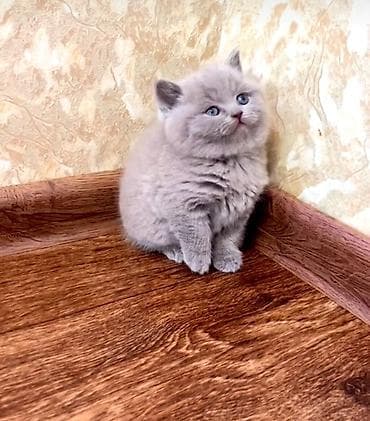 pisik ucun yuva: Britan — 3