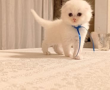 sotlant pisiyi: Şotland yastı qulaq — 3