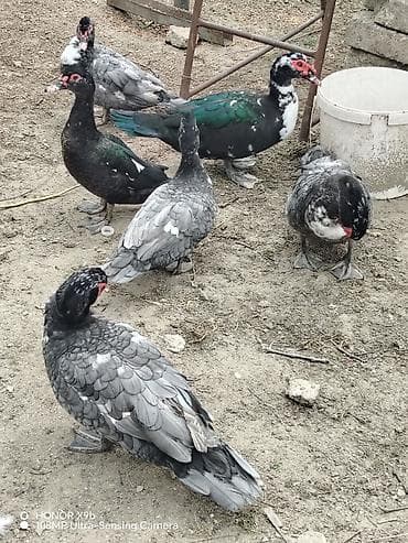 kanada hinduska: Lal Ördək Erkək satıram, Macar Erkək 40 Aznə, Qara Erkək 30 Aznə, 10 — 2