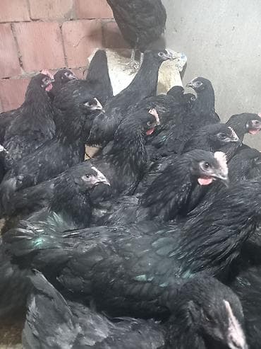 Cücələr: Avstrolorp ve amarok(xarkov) xoruzlari ve mehdud sayda fereler Məhsul — 7