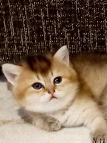 Britan, Dişi, Yaxşı əllərə, Ünvandan götürmə