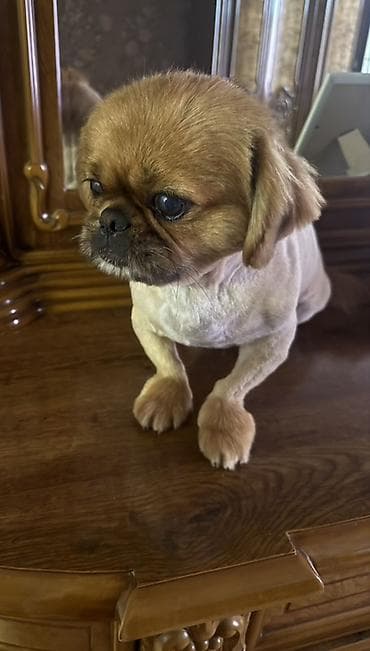 it qiz adlari: Pekines, 1 il, Erkek, Peyvəndli — 4