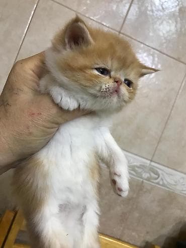 yarasa sekilleri: Tabbi — 5