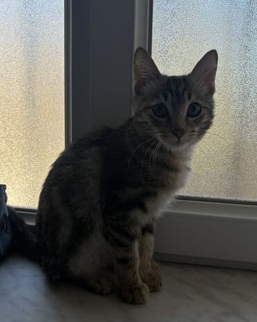 котёнок в хорошие руки: Самец, В добрые руки — 4