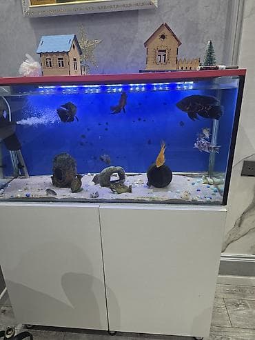 balığlar: Satilir: eni 40sm uzunlugu 1.20 hundurluk 50 skafla birge — 3