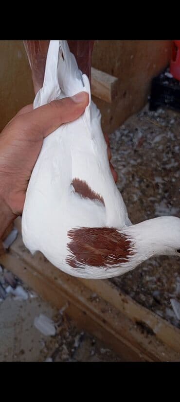 Dəstə qırmızı quyruq qırmızı boynu güllü maya Ünvan-Masazır