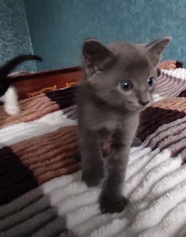 sarı pişik: Erkək, Yaxşı əllərə — 6