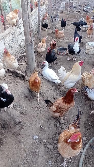 Другие с/х животные: Tam sağlam veayalı zümrüdü lal ördekler satılır.15-manatlıq olandan — 7