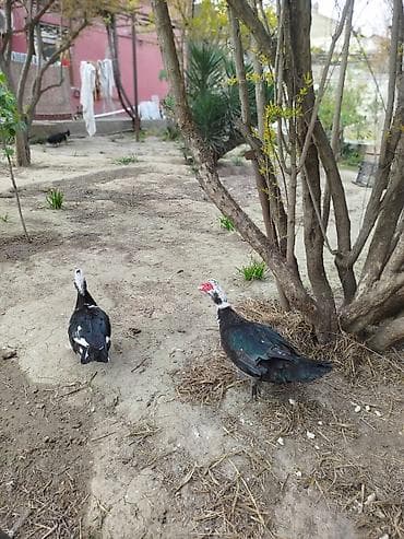 ördəkləri: Lal ördəklər satilir erkey dişi erkey cox iridi 4 kq cox cəkisi var — 6