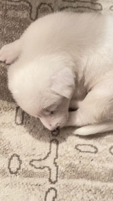 it evlerinin satisi: 3 ay, Erkek, Peyvəndli — 2