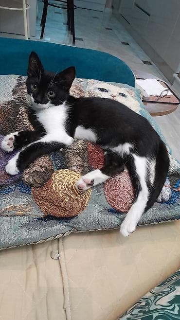 🐾 Ищем любящий дом для замечательной кошечки! Умная, ласковая и очень