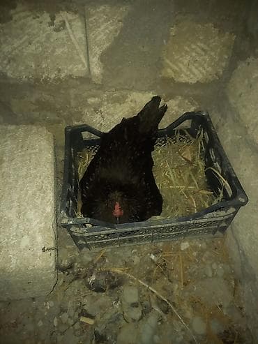 kurt: Toyuq, Australorp, Damazlıq, Ünvandan götürmə — 6