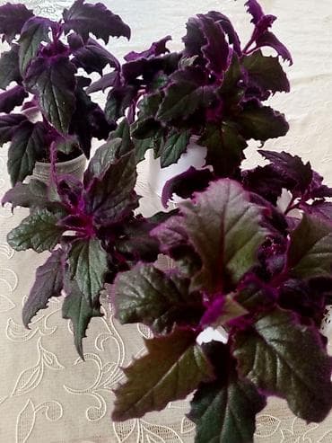 süni tökmə küknar ağacları: Гинура — 2