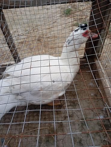 Digər heyvanlar: Muscovy ördəyi (indi yetişdirilən ağ rəngli fərd) - Cins: Muscovy — 1