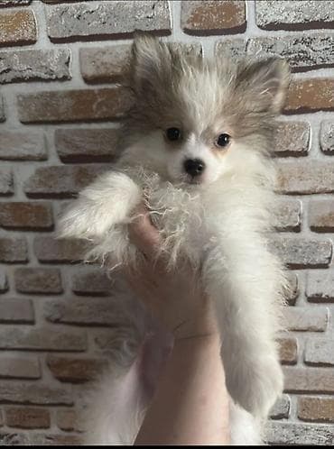 pomeranski špic poklanjam: Şpitz, 2 ay — 2