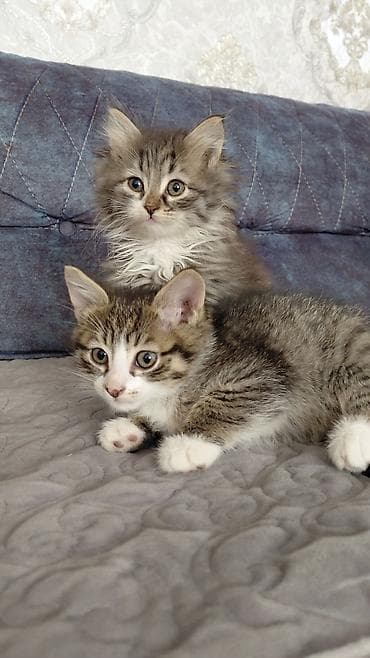 pişik itib: Yaxşı əllərə — 1