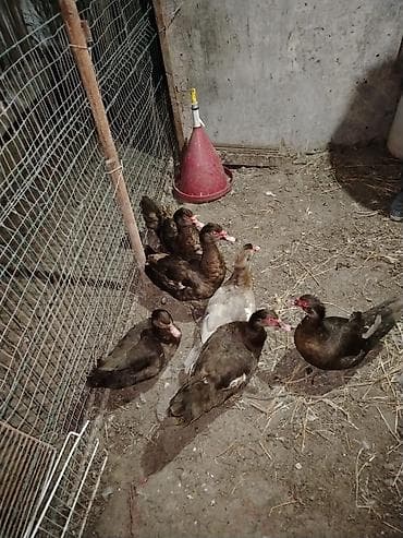 ağ ördək: Muskoviy ördəkləri (öküz ürəyi” kimi tanınır) - Rənglər: əsasən — 4