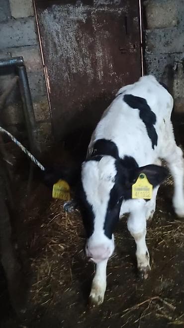 Buzov 1 ayliqdi diwidi