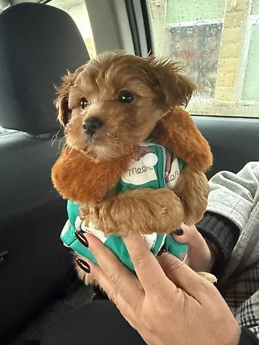 2 ay, Dişi, Peyvəndli, Ödənişli çatdırılma