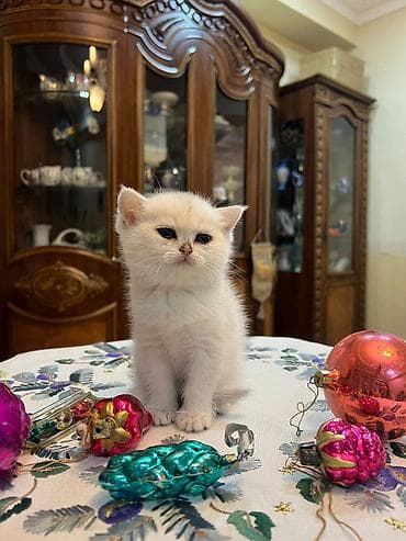 akvarium 120 cm: Britan yastı qulaq, Yaxşı əllərə — 2