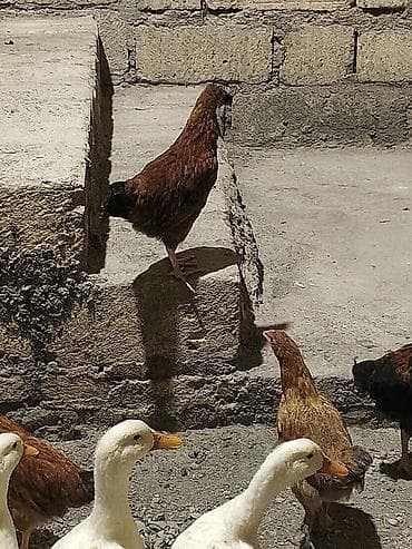 Məhsul: ev quşları – ördəklər və toyuqlar Təsvir: 3 ördək, 5 colpa