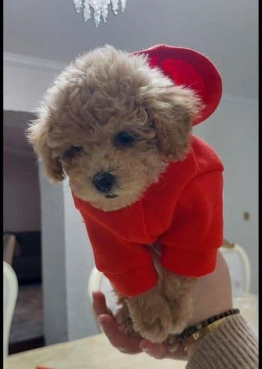 Maltipoo balası – mini ölçülü, krem/qızılı rəngli, qıvırcıq tüklü