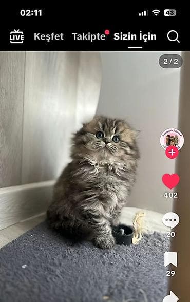 pisik balasi: Britan — 3