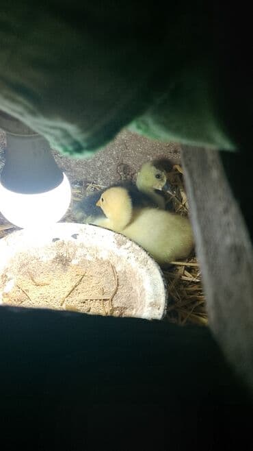 Qaz balaları – təbii üsulla böyüdülmüş - Növ: Qaz balası (qosinq) -