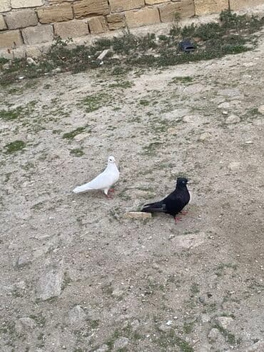 əbabil quşu qiyməti: Hamsin bir yerden. Satirlir 60 azen hamsin cutun — 3