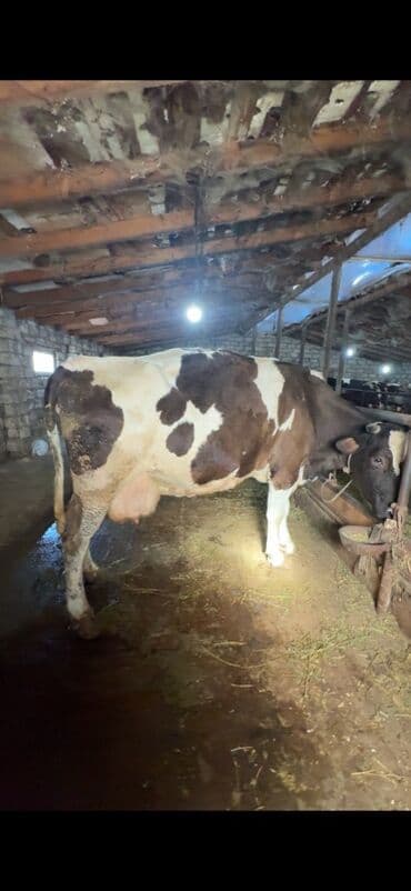 İtlər: Doğmağına 20-25 gün qalıb. 30 litrdən yuxarı süd verən heyvandır — 3